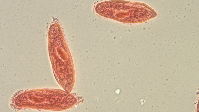 Illustration for article titled 7 Amoebas I Would Absolutely Invite Into My Brain